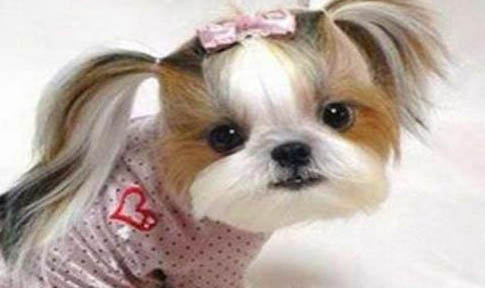西施犬冠状病毒需要禁食吗