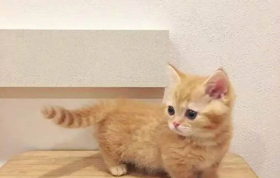 为什么十只橘猫九只胖