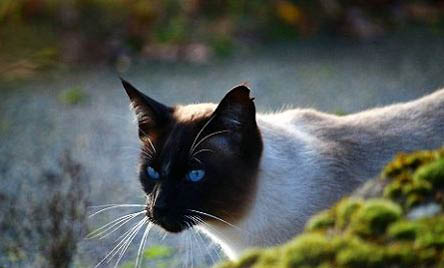 暹罗猫眼睛颜色等级