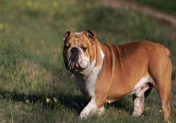 斗牛犬好养吗吃普通饭吗