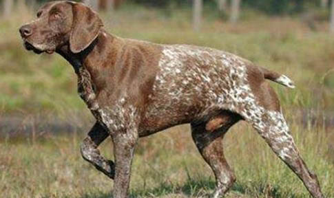 波音达猎犬饲养方法和注意事项