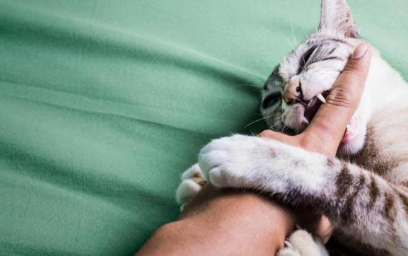 请问猫咪呕吐的原因及处理方法?