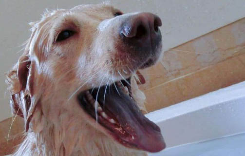 狗狗洗澡容易生病吗