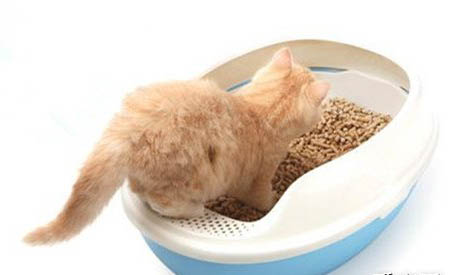 猫咪可以吃花生米吗