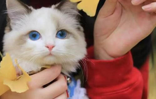猫咪要刷牙吗多久刷一次