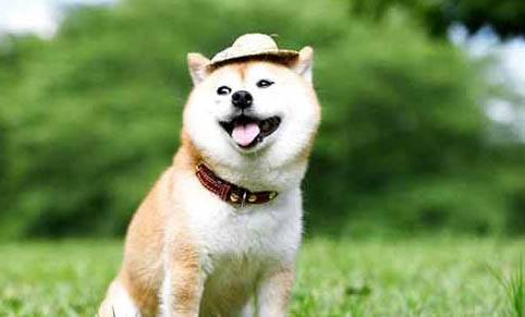 柴犬和金毛哪个聪明