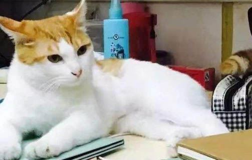 orijen猫粮保质期