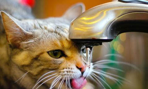 猫咪爱喝水但精神很好是怎么了