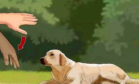 狗狗呕吐停止后多久可以喝水?