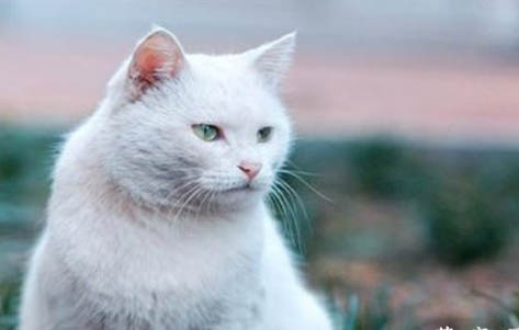 猫咪吃猫薄荷有什么作用