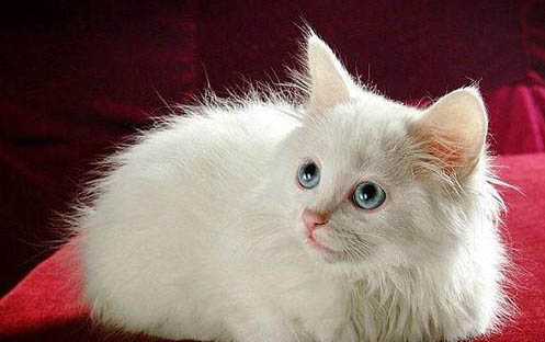 小猫猫癣症状