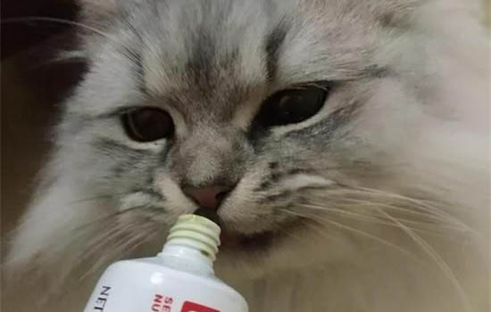 猫咪可以吃狗粮吗
