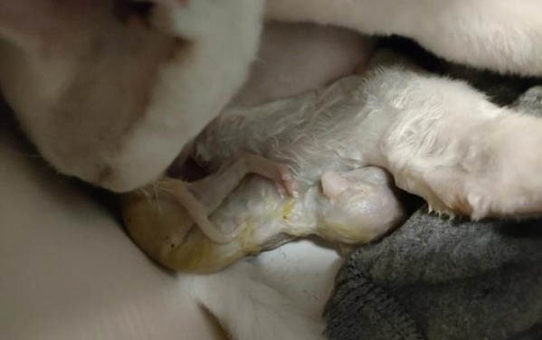 小猫可以洗澡吗?