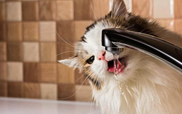小猫猫瘟初期症状