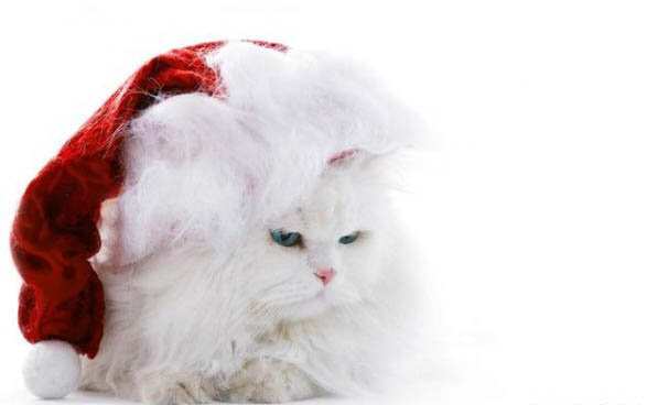 猫咪为什么喜欢吃东西呢