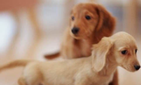 腊肠犬可以洗澡吗
