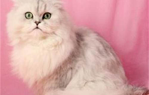 猫咪身上的寄生虫会传染给人吗