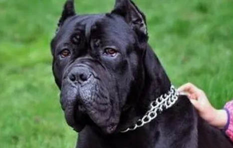 卡斯罗犬幼犬怎么喂养?