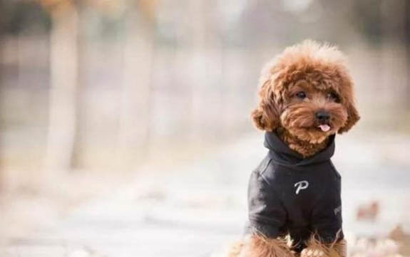 狗狗生理期能不能洗澡啊？