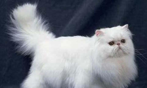 被子猫尿味怎么消除?