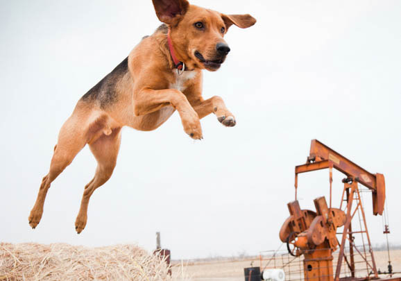 美国猎狐犬打嗝