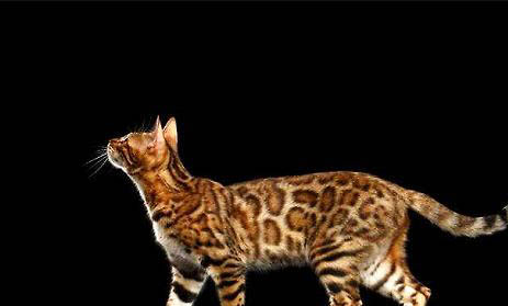 为什么很少人养孟加拉豹猫