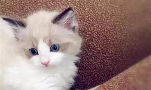 如何防止猫猫被蚊子咬