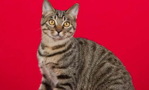 猫咪怀孕有什么症状表现