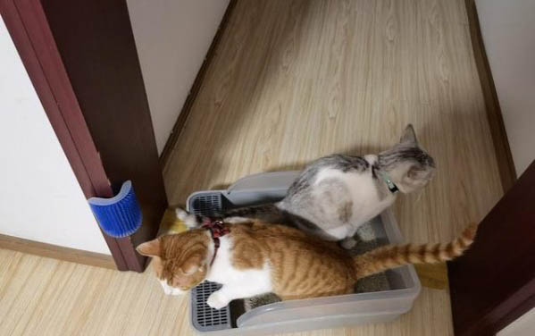 2个月的小猫适宜温度是多少