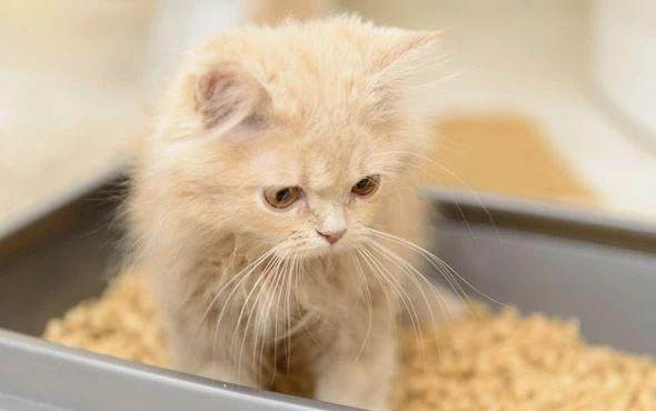 猫咪多囊肾能活多久
