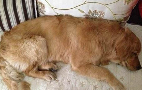 母犬腹股沟疝