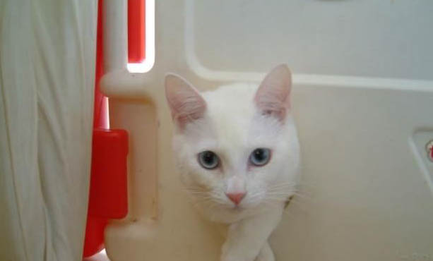 宠物猫能不能吃鸡肝