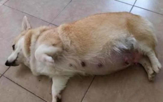 怎么样去除鞋子上的狗尿味儿
