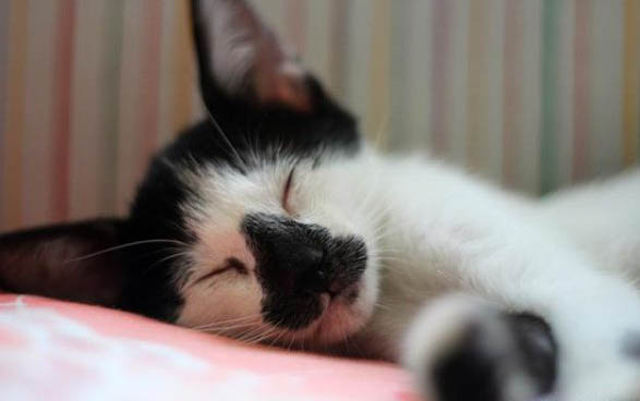加州闪亮猫为什么会打喷嚏流黄鼻涕?