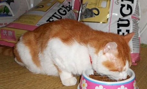 猫咪只吃猫粮需要刷牙吗