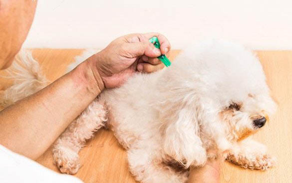 小狗一般能活多久