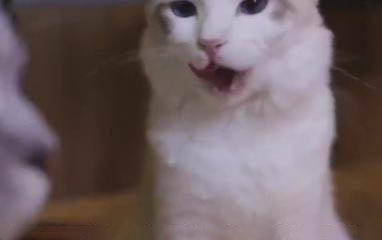 小猫咪的肚子很大是什么原因?