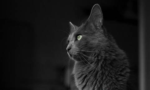 猫咪怀孕两个月了还没生