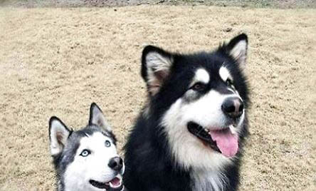 阿拉斯加犬成年犬图片