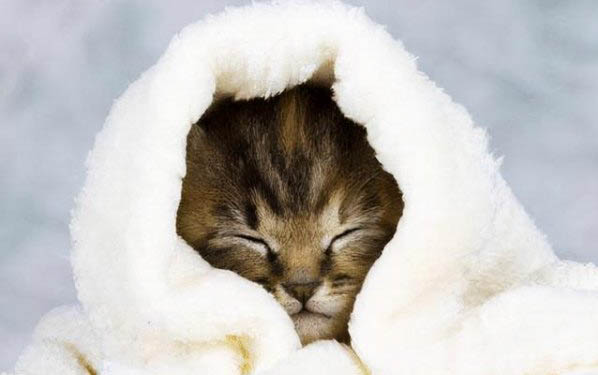 小猫闹猫的多久结束