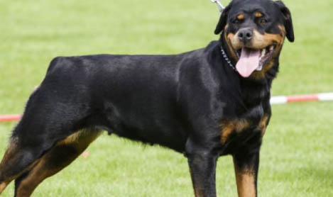 拳师犬和罗威纳哪个好