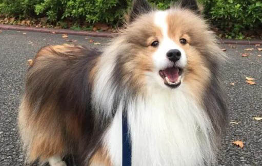 喜乐蒂牧羊犬是哪国的