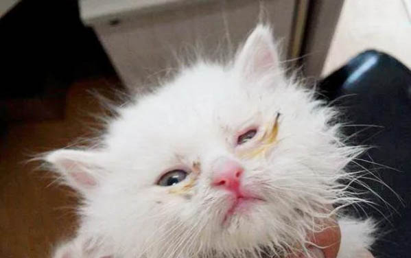 小猫打完疫苗流鼻涕有眼屎是怎么回事