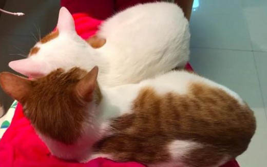 刚买的小猫鼻支架猫瘟