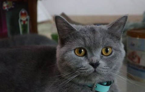 蓝猫的寿命一般有多少年?