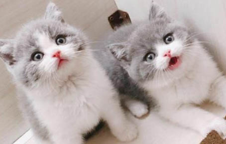 怎么看母猫有没有怀孕呢