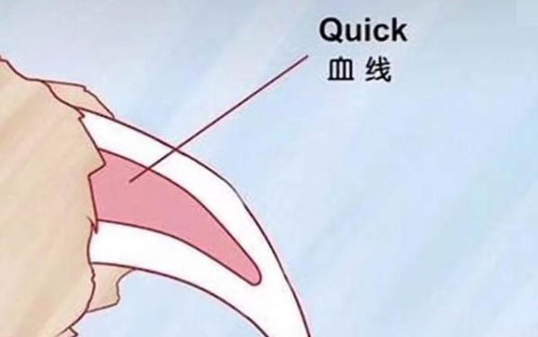 狗狗分娩前需要准备什么