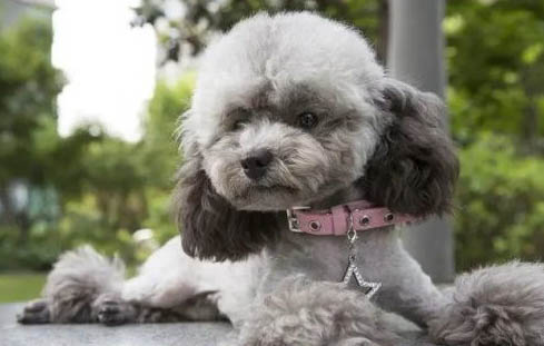 一只纯种泰迪犬多少钱