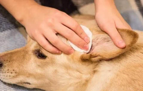 狗狗犬瘟热的治疗方法