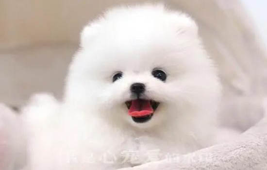 茶杯狗好养吗?